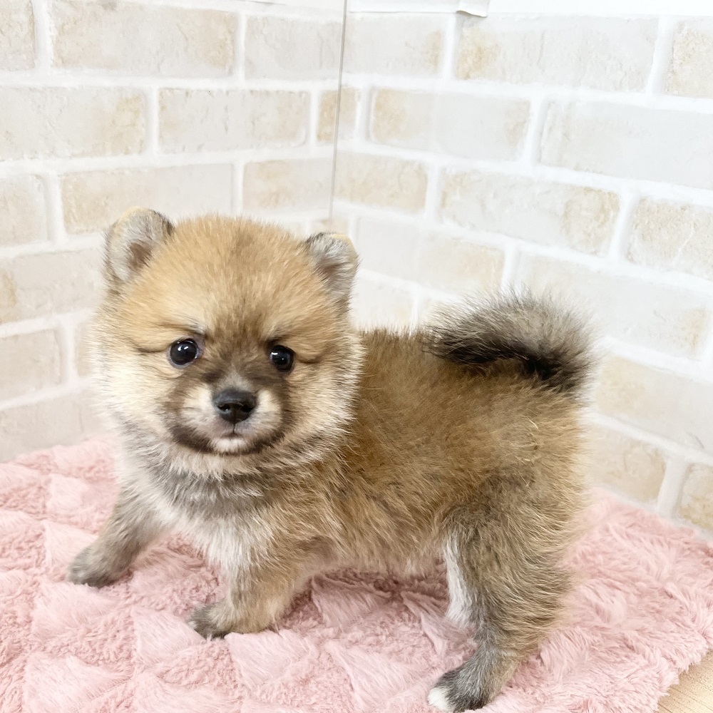かまってちゃんなポメ柴ちゃん💓＊ペットショップ犬の家京都樟葉